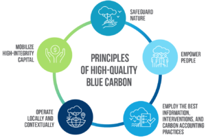 Understanding blue carbon